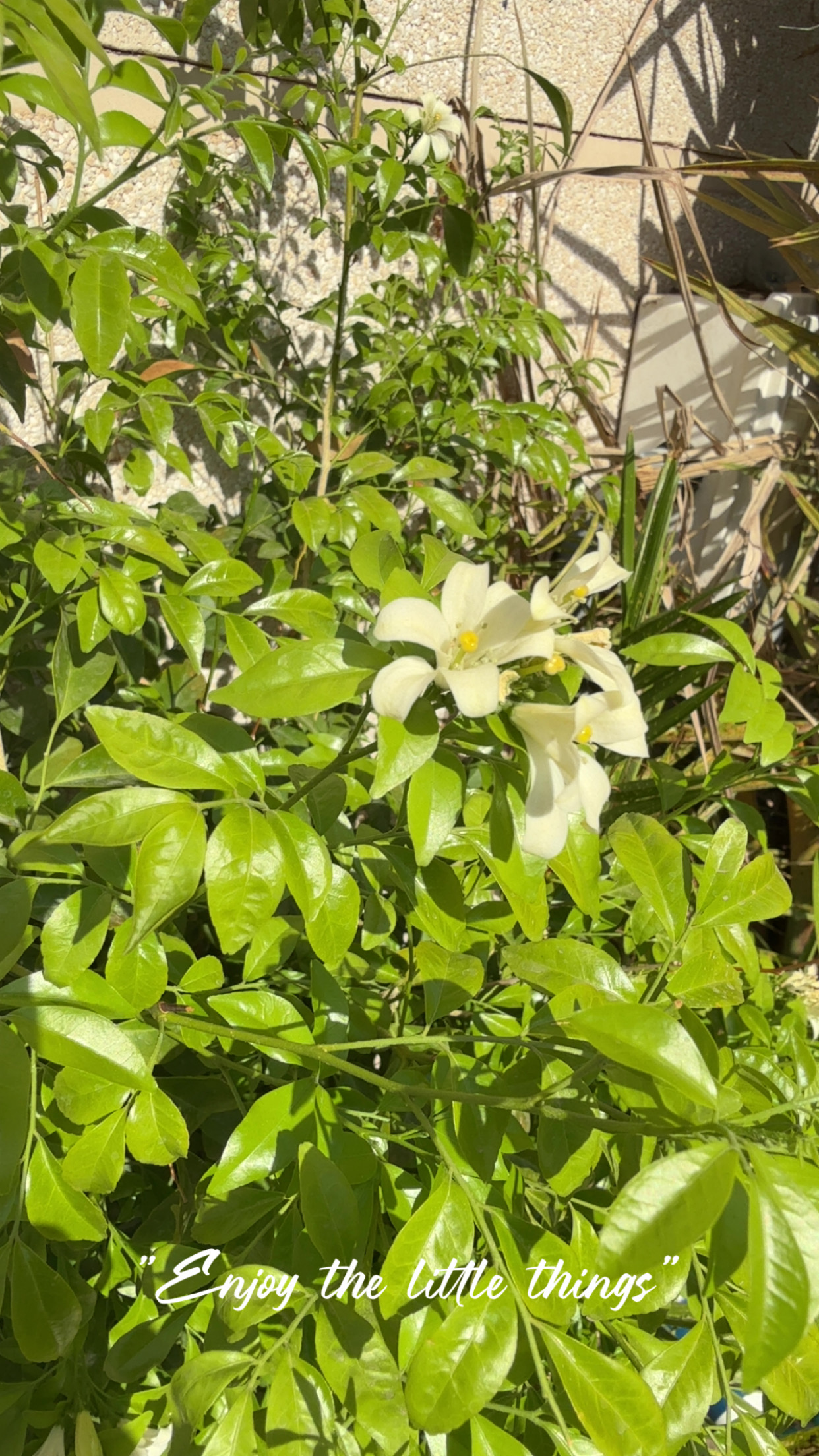 Munirah